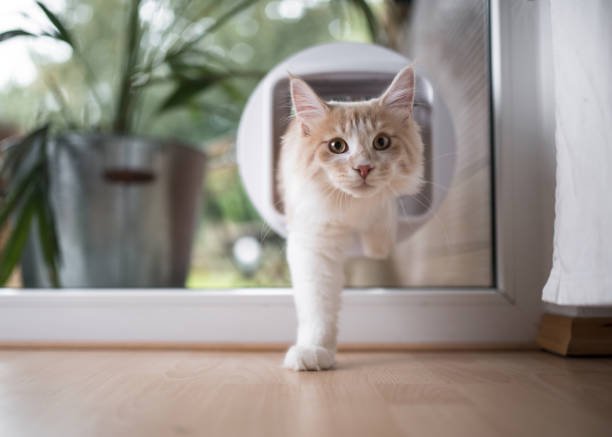 Pet doors and Pet Flaps Dubai